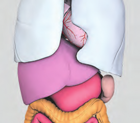 Das Darmnervensystem wird auch autonomes Nervensystem, Bauch- oder auch Darm-Hirn genannt. (Bild: pixabay)