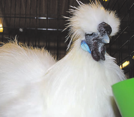 Bin ich nicht schön? Mit ihrem Gegacker im Saal haben sich die Hühner noch extra stimmlich hervorgetan. (Bilder: Heidi Härri)