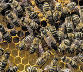 Die Bienenkönigin und ihre Arbeiterinnen. (Bild: Pixabay)