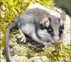Gartenschläfer – Tier des Jahres 2022 Pro Natura lanciert dazu die Aktion «Spurensuche Gartenschläfer». (Bild: pd.)