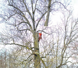 Der heikelste Moment: Auf halber Höhe wird der Baumstamm durchgesägt und vom Helikopter in die Höhe gezogen. (Bild: Kaspar Flückiger)