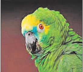 Eine Blaustirnamazone: Die exotische Vogelwelt ist bunt. (Bild: zVg.)