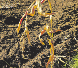 (Bild und Text: Martin Bär)