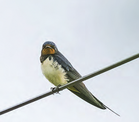 Die Wunder der Natur entdeckt: Eine Rauchschwalbe, eine wunderschöne Goldammer und die Mehlschwalbe waren drei Highlights der Exkursion. (Bilder: zVg.)