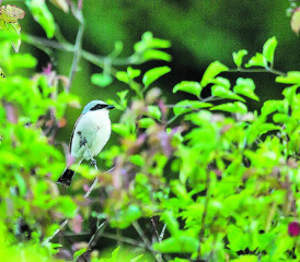 Die BirdLife-Sektionen Gontenschwil und Reinach wollen die Lebensräume für stark gefährdete Arten vernetzen. (Bild: zVg.)