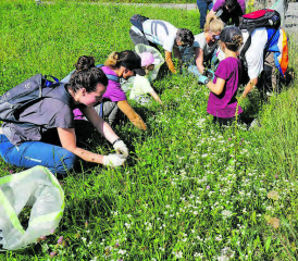 Gross und Klein hilft mit, eine Wiese vom Einjährigen Berufkraut zu befreien. (Bild: zVg.)