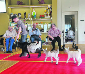 Freudig beobachteten die Bewohnerinnen und Bewohner das muntere Treiben der Ziegenschar. Die jungen Geissli kletterten danach auf Steine und Baumstämme und genossen sichtlich das Sommer-Zuhause. (Bild: zVg.)