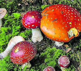 Herbstzeit ist Pilzzeit: Der NVVU lädt zur Pilzexkursion ein. (Bild: zVg.)