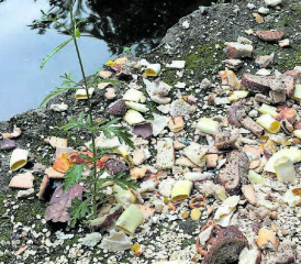 Vergangene Woche hat jemand seine verdorbenen Küchenabfälle beim Entenweiher verstreut – aus Bosheit oder Dummheit ist unklar. Sicher ist: Hier gehören die Abfälle ganz sicher nicht hin. (Bilder: zVg.)