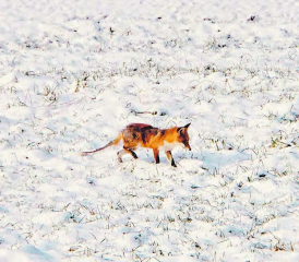 Auf Nahrungssuche: Ein an Räude erkrankter Rotfuchs. (Bild: eh.)