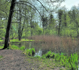 Schönes entdecken, geniessen und dabei noch etwas lernen – die Waldbereisung am 14.September macht es möglich. (Bild: Peter Eichenberger)