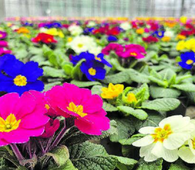 Primeli bringen Farbe in den Garten oder auf den Balkon. (Bild: zVg.)