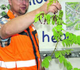 Die falsche Akazie: Andres Zürcher erklärte das Vorgehen, wenn man sie definitiv weg haben will. (Bilder: st.)