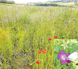 An der Gontenschwiler Haselstrasse, in Richtung Ruedertal, kann man diese natürliche,- prachtvolle,- arten- und farbenvielfältige Blumenwiese bestaunen. (Text und Bild: Herbert Müri)
