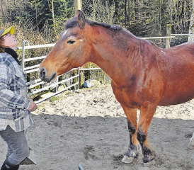 Feierte einen aussergewöhnlichen runden Geburtstag: Die 30-jährige «Diva» von Verena Leuenberger lebt auf dem Bottenwiler Krätzer-Hof. (Bild: aw.)