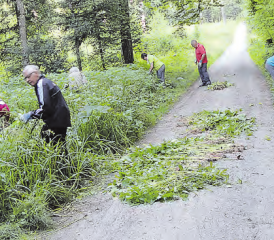 Dem Springkraut zu Leibe gerückt: Entlang der «Sandbahn» wurden die Pflanzen ausgerissen, wo sie nachher aufgeladen und zur Verbrennung abtransportiert wurden. (Bild: be.)
