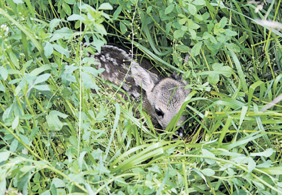 Ein Reh im hohen Gras (Bild: zVg.)