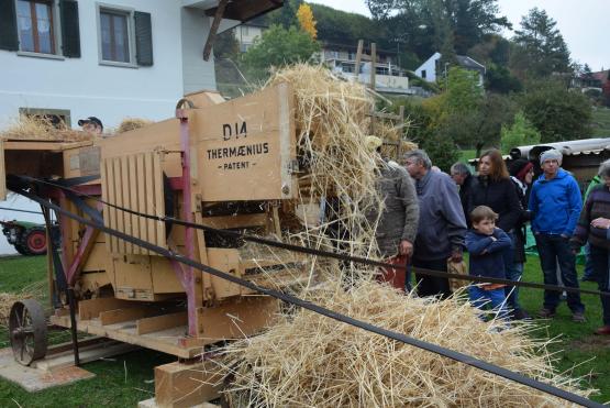 Dreschen nach alter Manier: Viele ältere Besucher erinnern sich noch daran.