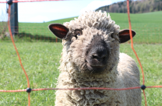 Mucki (Bild: Remo Conoci)