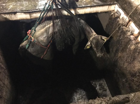 Gerettet! Nach einem vierstündigen Einsatz konnte die Mutterkuh doch noch lebend aus der Jauchegrube gerettet werden. (Bild: zVg.)