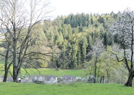 Hohe Bäume (Bild: Monika Häusermann)