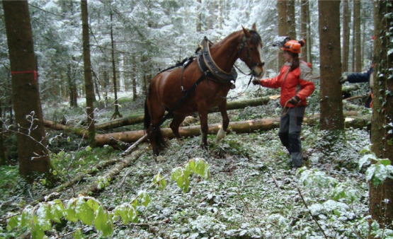 Holzrücken im Wald: In unwegsamem Gelände macht der Pferdeeinsatz durchaus Sinn. (Bild: zVg.)