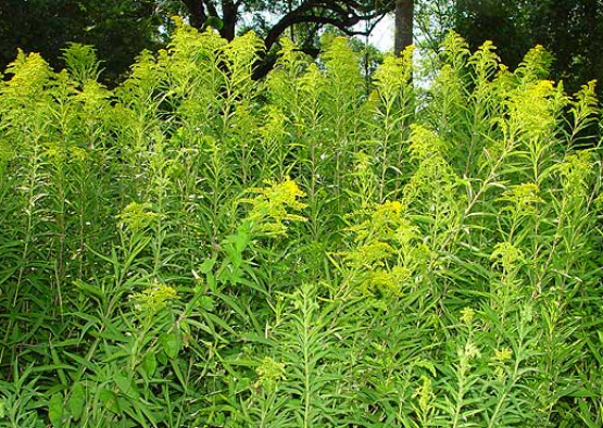 Goldruten sin invasive Organismen