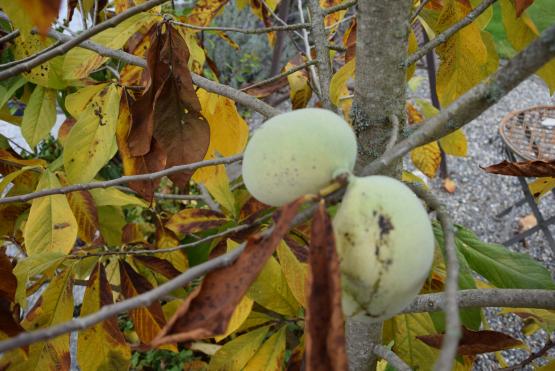 Sie sind süss, schmecken nach Banane-Kiwi-Mango-Vanille und wachsen hier