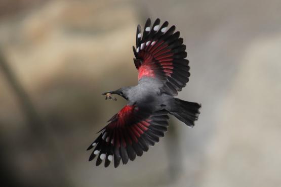 Der Mauerläufer lässt seine karminroten Federn aufleuchten