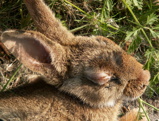 Kaninchen mit Myxomatose (Bild: Piet Spaans/ Quelle: Wikipedia)