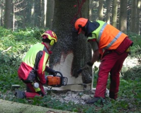 Unter Anleitung wird ein Baum gefällt.
