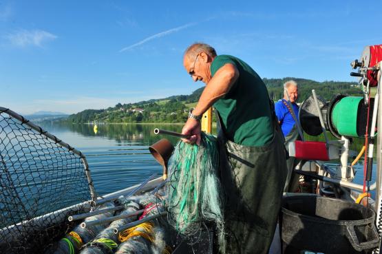 Hallwilersee: Die Netze werden eingezogen.
