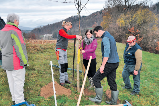 Patenprojekt für Hochstammbäume in Teufenthal: Fachleute unterstützen die Paten beim Pflanzen der Bäume. (Bild: zVg.)