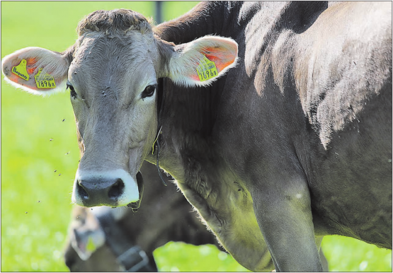 Noch ist nicht klar, wer die Kosten übernehmen muss: Stirbt eine Kuh zum Beispiel an einer Euterentzündung, darf sie nicht geschlachtet werden, auch wenn es sich dabei nicht um eine Seuche handelt. (Bild: rc.)