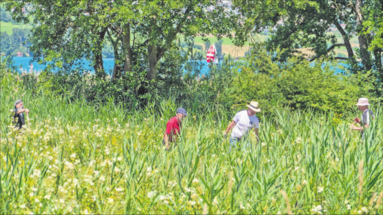 Während im Hintergrund die Segler ihren Spinnacker setzen, schleppen die Männer und Frauen des Ruderclubs Hallwilersee und des LSVH das gemähte Material aus dem Schilf. (Bilder: zVg.)