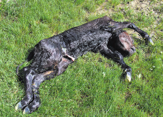 Totgeburt: Nicht fachgerecht entsorgter Hundekot, der Neosporen verbreitet, ist nach wie vor verantwortlich für solche Bilder. (Archivbild: mars.)