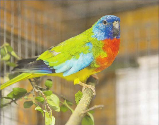 Bald können die schönen, bunten Federtiere wieder bestaunt werden. (Archivbild: dr.)