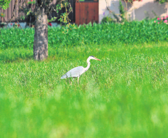 Der Fischreiher war den Fischern immer ein Dorn im Auge. Heute ist er bei Landwirten als Mäusejäger willkommen. Und wenn er sich nicht in eine Fischzucht verirrt, dürfte das prächtige Tier auch an der Wyne willkommen sein. (Bild: rc.)