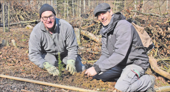 30 Zedern beim Grillplatz im Beinwiler Rüteli: Reinhard Wiederkehr (l.) und Peter Makiol, Gründer der Makiol Wiederkehr AG, bauen seit 30 Jahren mit Holz, zum Firmenjubiläum einmal etwas anders. (Bilder: mars.)