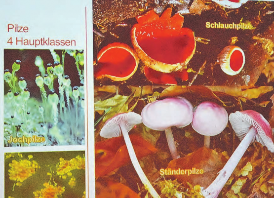 Unwahrscheinlich vielfältig und farbig: Die Welt der Pilze dürfte weiterhin für viele ein grosses Geheimnis bleiben. (Bild: zVg.)