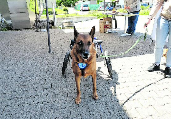 Dank des Rollstuhls erhält der Hund die Lebensqualität, um sich selbständig und frei bewegen zu können. (Bilder: dr.)