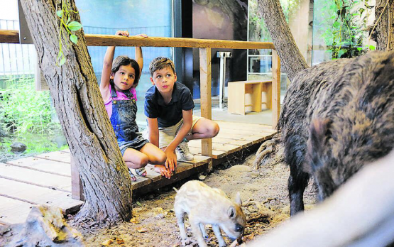 Für Kinder gibt es im Naturama auch während der Sommerferien vieles zu entdecken. (Bild: zVg.)