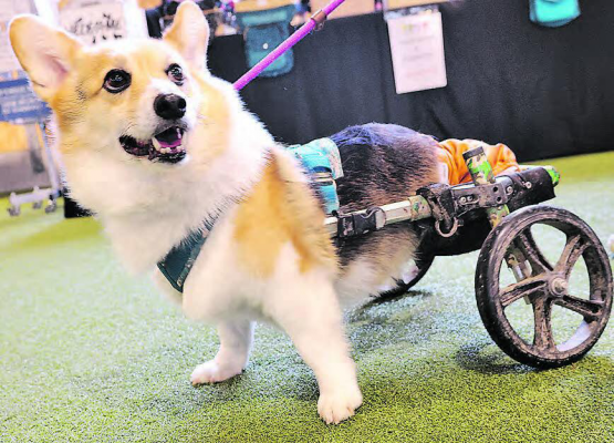 Di-Di, ein Corgi mit schwerer Behinderung, kann sich dank dem Rollwagen für Hunde immer noch problemlos fortbewegen. (Bilder: dr.)