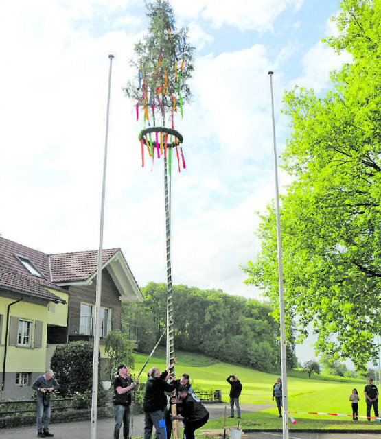 Um die zehn Meter lange Tanne auszurichten, benötigte es nicht nur Kraft, sondern auch ein geschultes Auge. (Bilder: jaf.)
