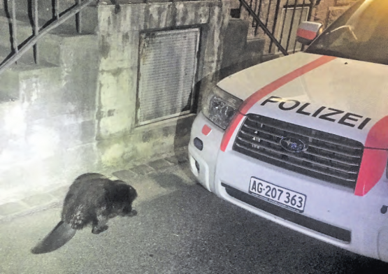 Er hätte sich am Bahnhof kaum wohl gefühlt: Der an der Bahnhofstrasse in Menziken eingefangene und in die Wyna zurückgesetzte Biber. (Bilder: repol)