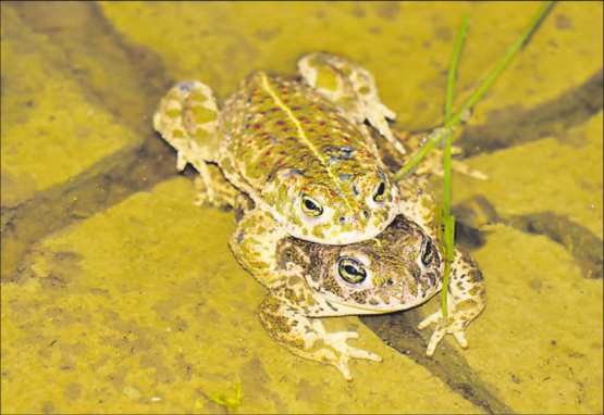 Ein Kreuzkröten-Pärchen mit der typischen olivfarbenen Marmorierung, den roten Warzen auf dem Rücken und der gelben Rückenlinie. (Bilder: zVg.)