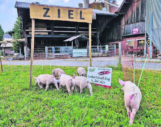 Sauglatte Rennen sind garantiert: Gesucht wird am kommenden Sonntag auf dem Hof von Andrea und Lukas Gautschi das schnellste Gontenschwiler Säuli. (Bild: zVg.)