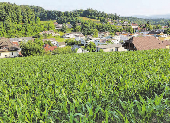 Die Bauparzellen Bodenacker: Sie könnten durch Verkauf und Erschliessung neues (Steuer-)Geld in die Gemeindekasse spülen. (Archivbild: rc.)