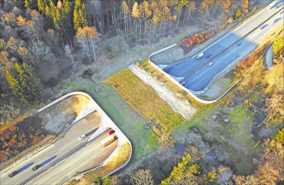 Aus der Vogelperspektive: Die 36 Meter lange und 50 Meter breite Brücke ist mit Erde bedeckt. Bietet die wachsende Vegetation mehr Schutz und ist der Wildkorridor wiederhergestellt, werden auch mehr Tiere über die Brücke gehen. (Bilder: ran.)