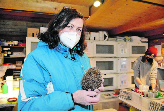 Danielle Lenzin kümmert sich in der Igelstation in Oberentfelden um einen der jüngsten Patienten. (Bild: KF)